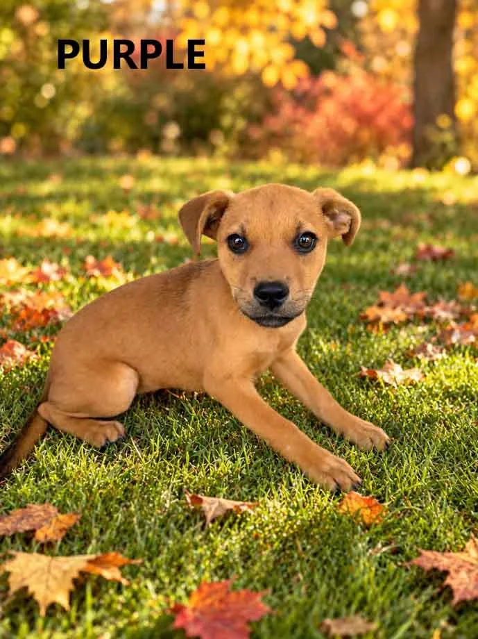 A young medium-sized female Yellow / Tan / Blond / Fawn Terrier dog named Purple for adoption in Washington, GA
