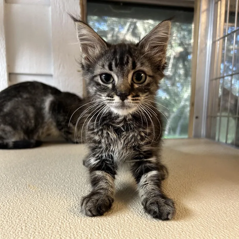A baby small-sized female Brown / Chocolate Domestic Long Hair cat named Hunny for adoption in Leander, TX