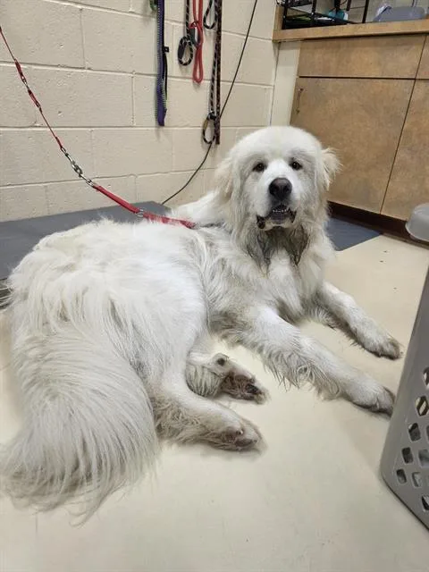 An adult extra large-sized male Great Pyrenees dog named Tuck for adoption in Aliquippa, PA