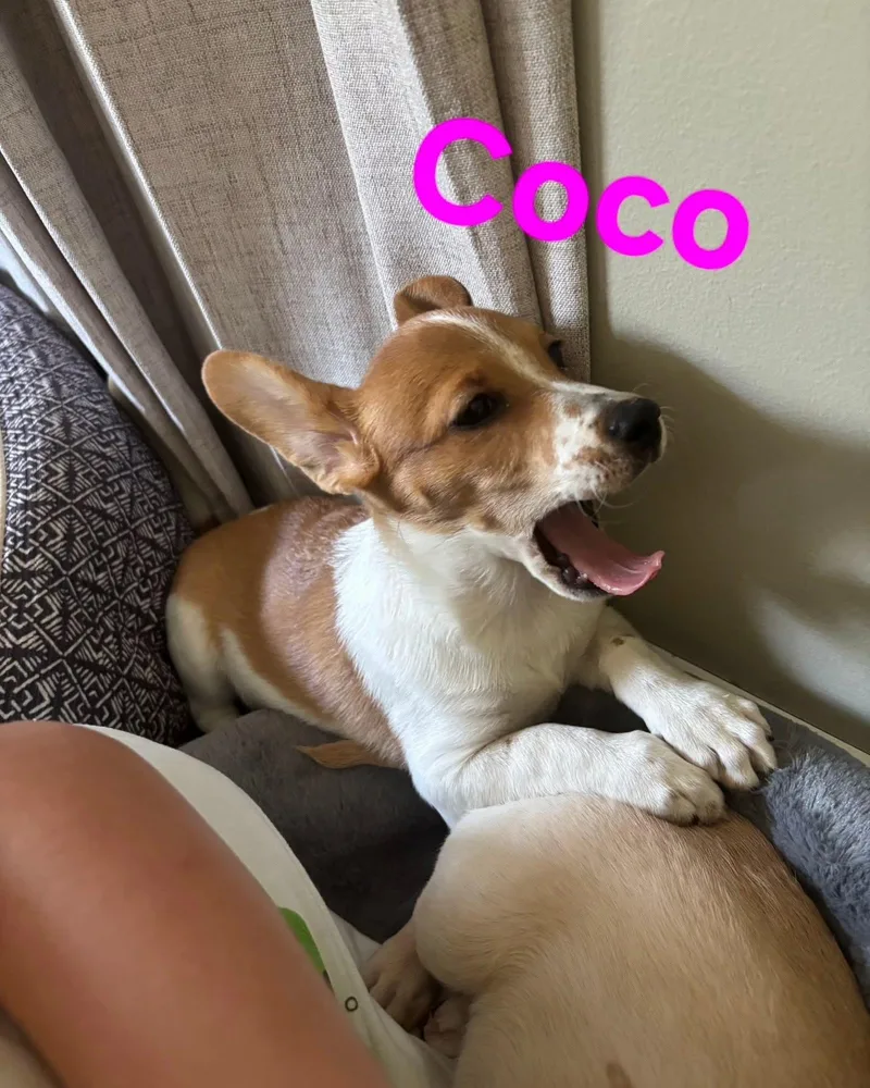 Coco