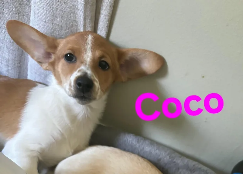 Coco thumbnail 2