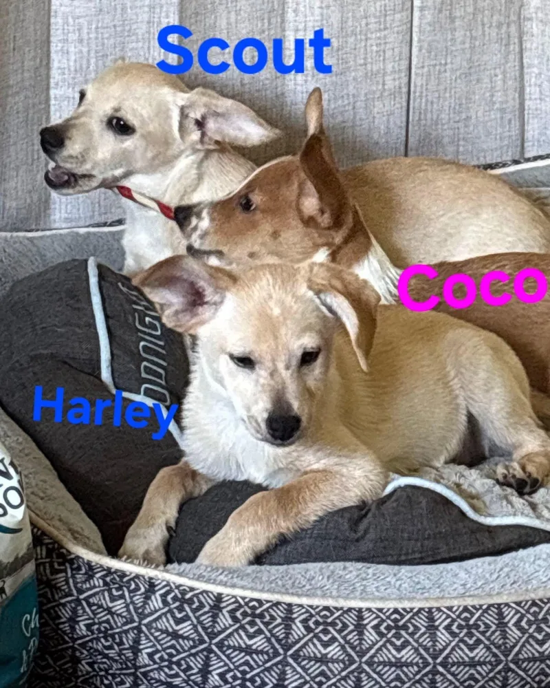 Coco thumbnail 4