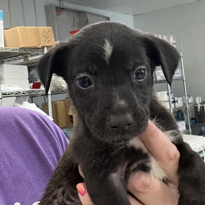 A baby small-sized male Rat Terrier dog named Bugatti for adoption in East Saint Louis, IL