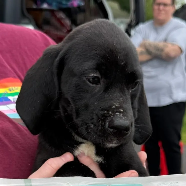A baby small-sized female Black Mixed Breed dog named Billie for adoption in Rockville, MD