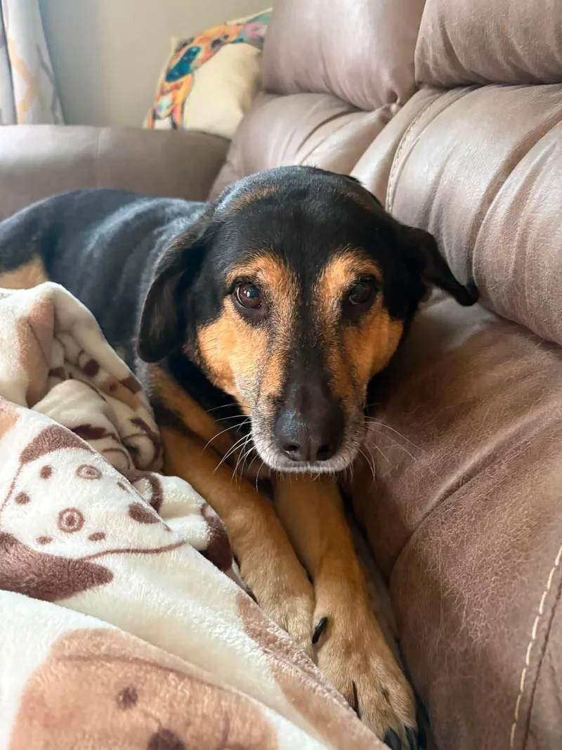 A senior large-sized male German Shepherd Dog dog named Charlie for adoption in Little Chute, WI