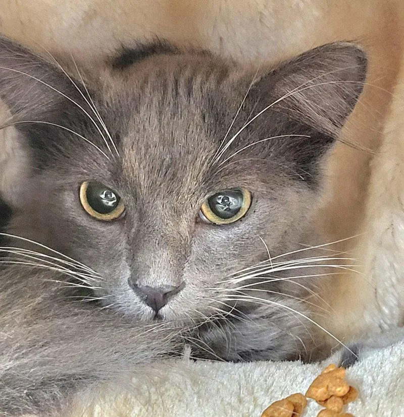 A baby small-sized male Domestic Long Hair cat named Echo for adoption in Ellijay, GA