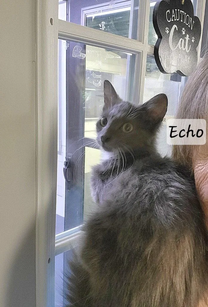 Echo thumbnail 2
