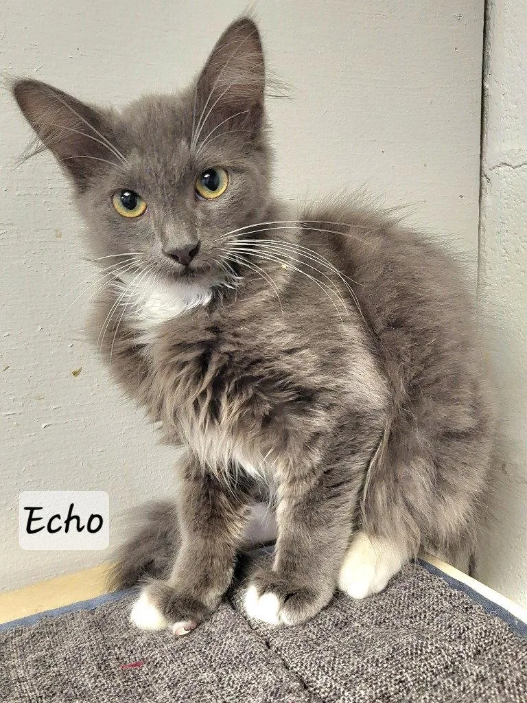 Echo thumbnail 3