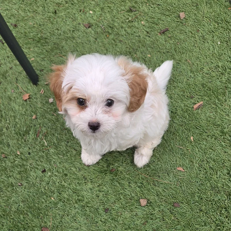 A baby small-sized male Miniature Poodle dog named Lionel M for adoption in Havertown, PA