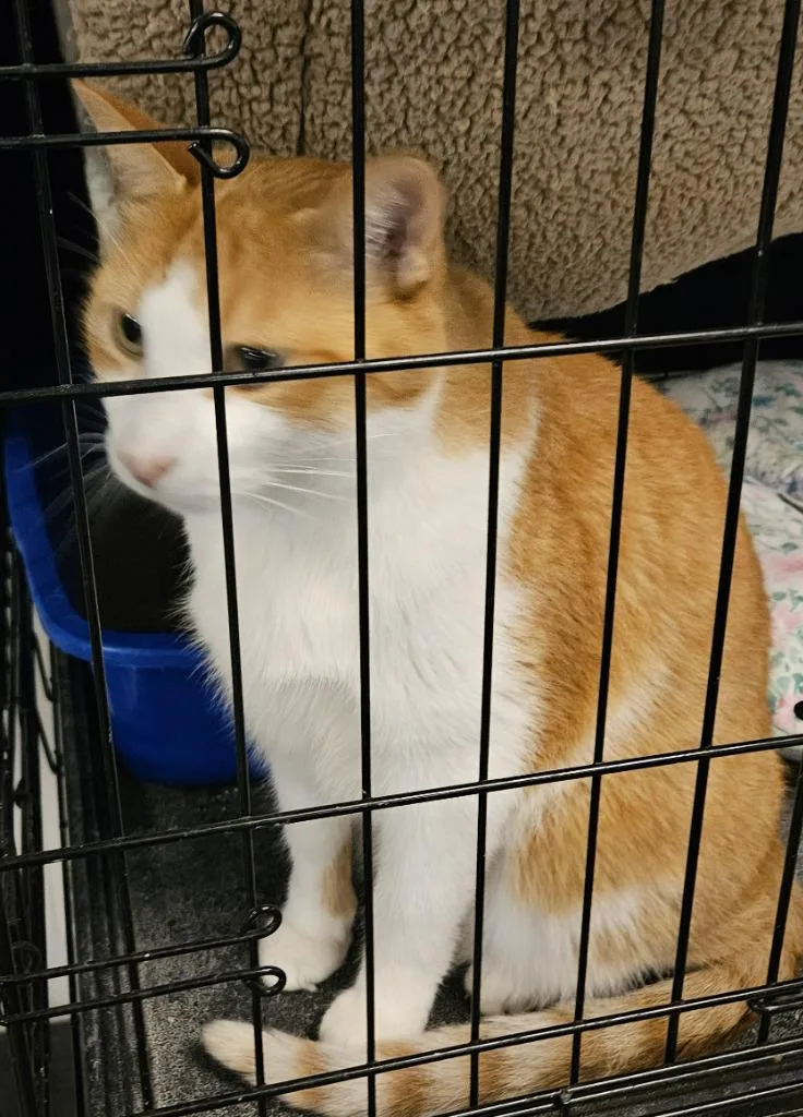 A senior medium-sized male Domestic Short Hair cat named Sunny for adoption in St. Cloud, MN