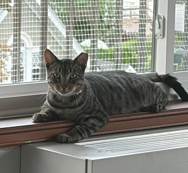 A young medium-sized male Domestic Short Hair cat named Sterling for adoption in New York, NY