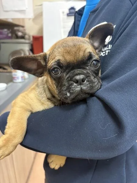 A baby small-sized male French Bulldog dog named Scottie P for adoption in Kennewick, WA