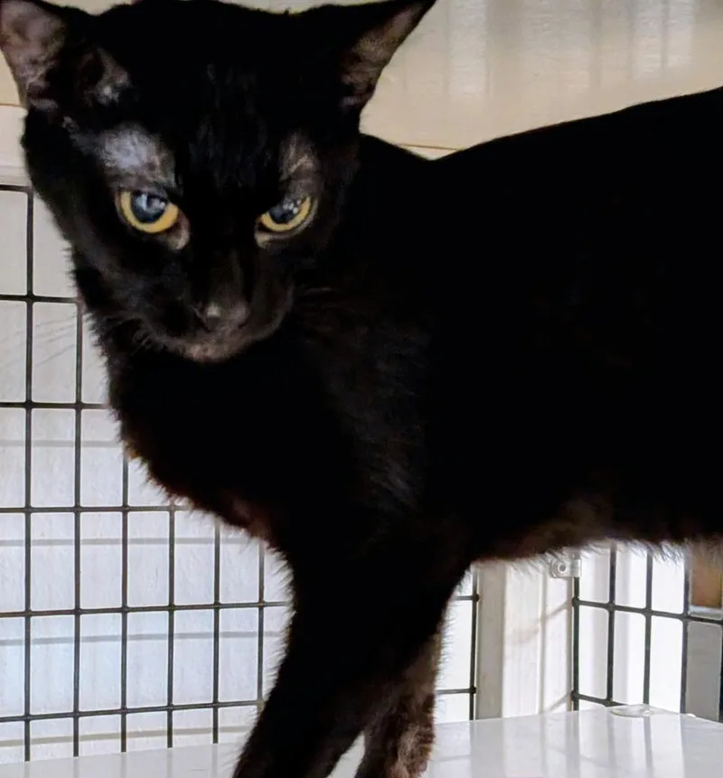 A baby medium-sized female Domestic Short Hair cat named Emmy Lou for adoption in St. Augustine, FL