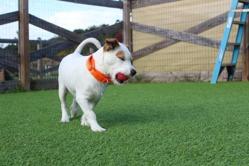 A baby small-sized female Jack Russell Terrier dog named Izzie for adoption in Chestertown, MD