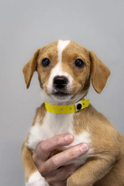 A baby small-sized female Mixed Breed dog named Sandy for adoption in West Chester, PA