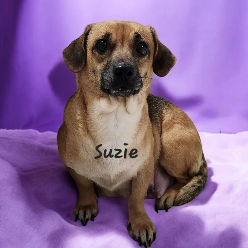 An adult small-sized female Chihuahua dog named Suzie for adoption in North Myrtle Beach, SC