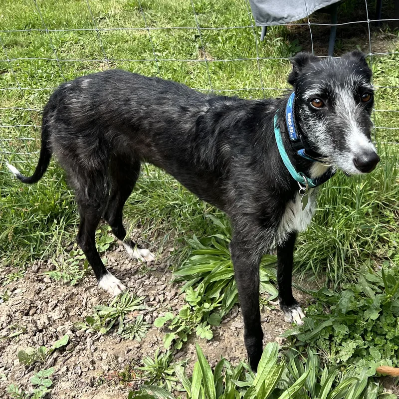 An adult large-sized female Greyhound dog named Sally for adoption in Santa Rosa, CA