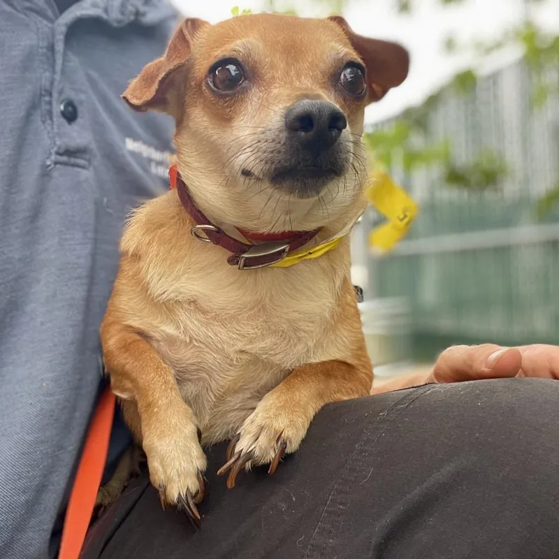 An adult small-sized female Yellow / Tan / Blond / Fawn Chihuahua dog named Penelope for adoption in Wimberley, TX
