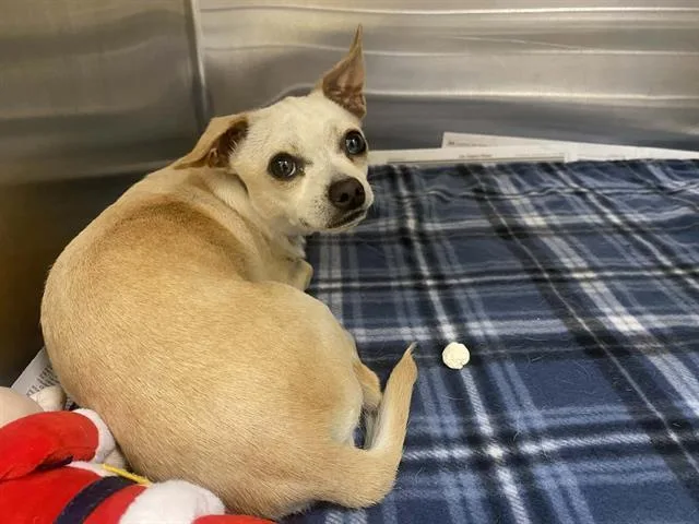 An adult medium-sized female Chihuahua dog named Petunia for adoption in Tustin, CA