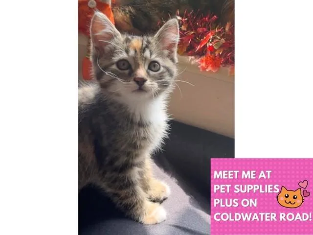 A baby small-sized female Domestic Short Hair cat named Connie Baby for adoption in Fort Wayne, IN