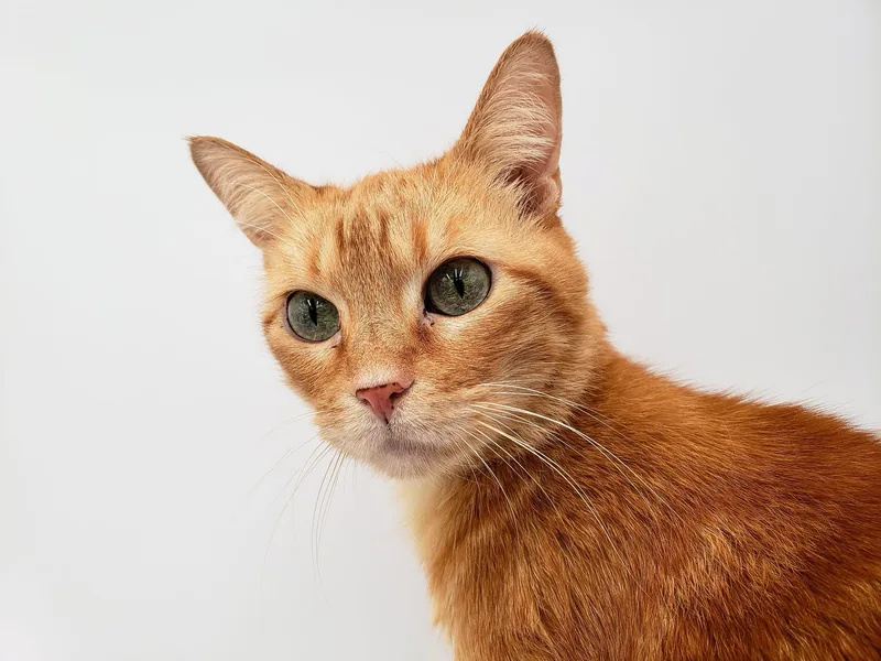 Sunflower thumbnail 2