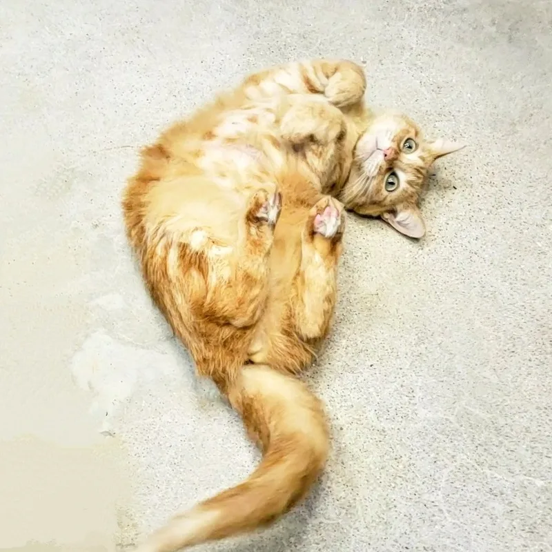 Sunflower thumbnail 3