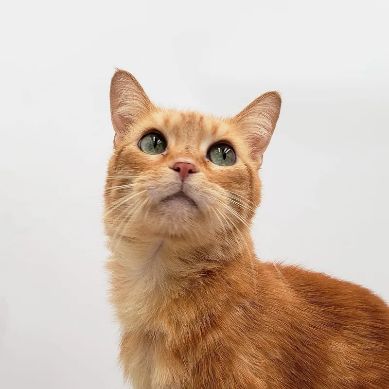 Sunflower thumbnail 4