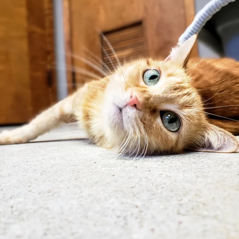 Sunflower thumbnail 5