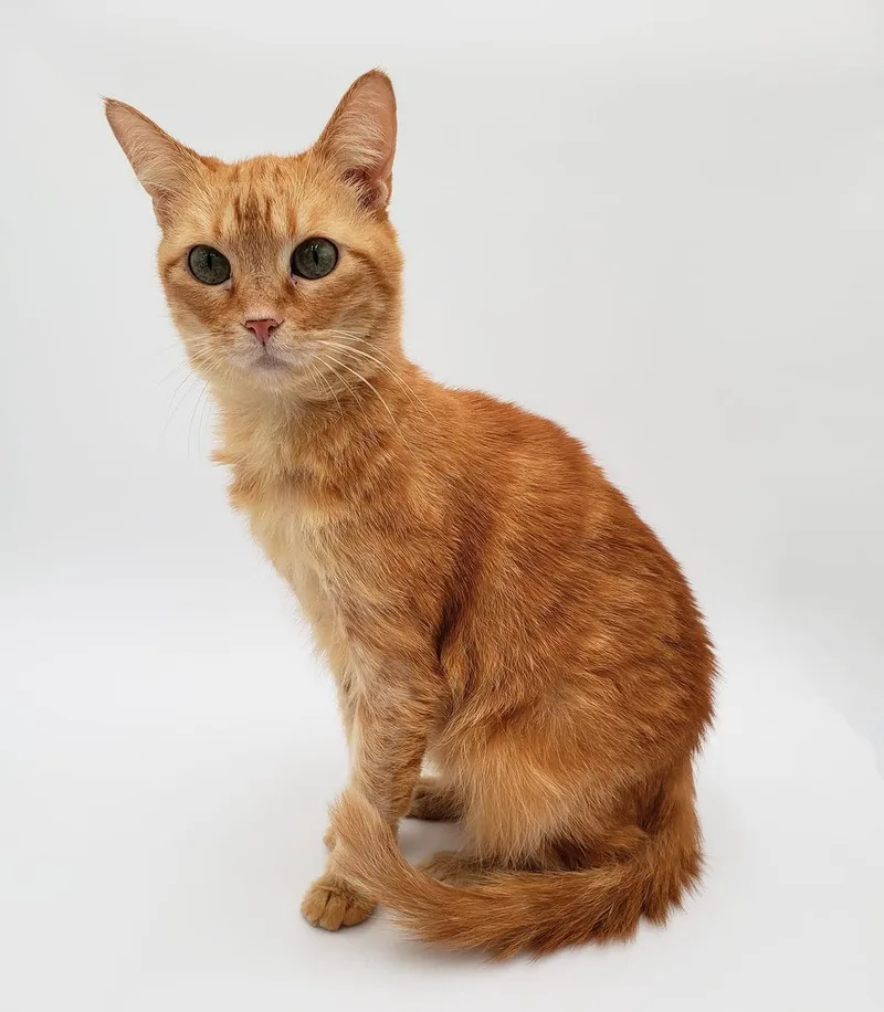 Sunflower thumbnail 6