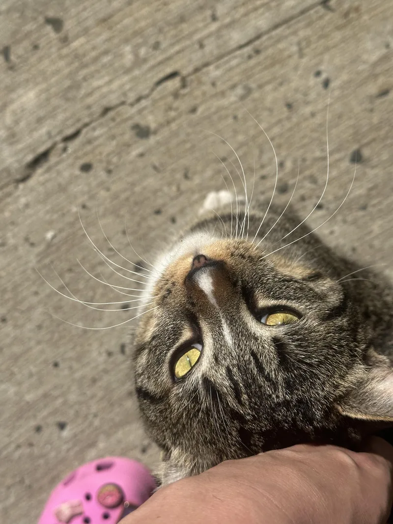 A young medium-sized male Tabby (Brown / Chocolate) American Shorthair cat named Ziggy for adoption in Montclair, NJ