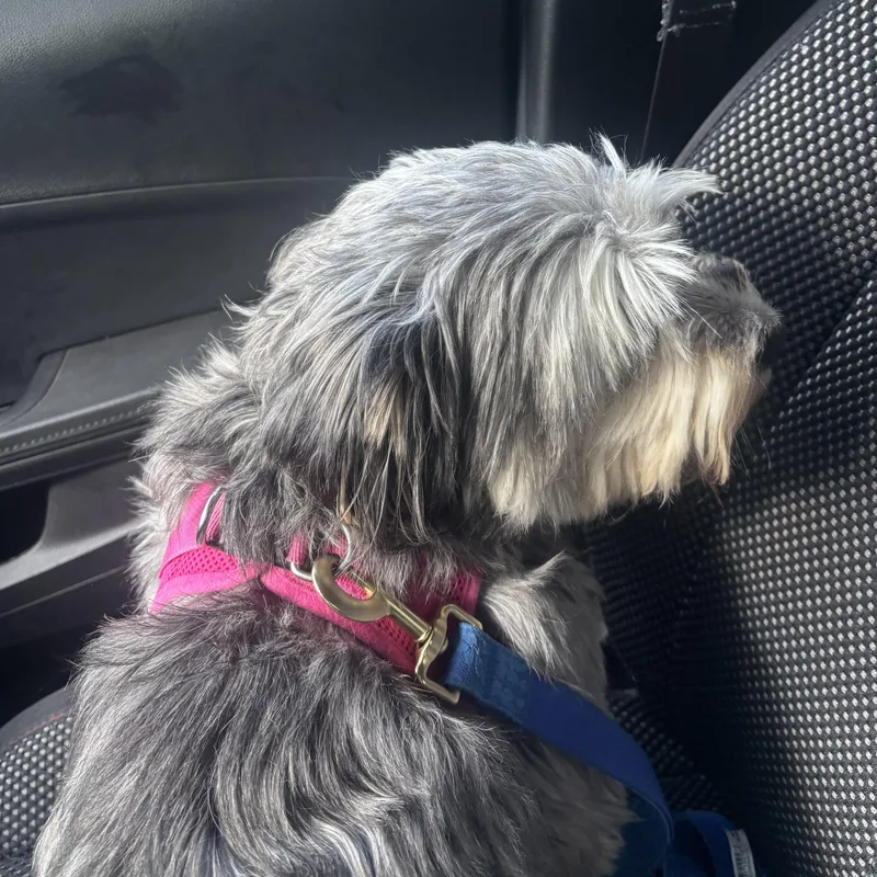 A young small-sized female Gray / Blue / Silver Shih Tzu dog named Maxine Courtesy Listed for adoption in Midland, MI