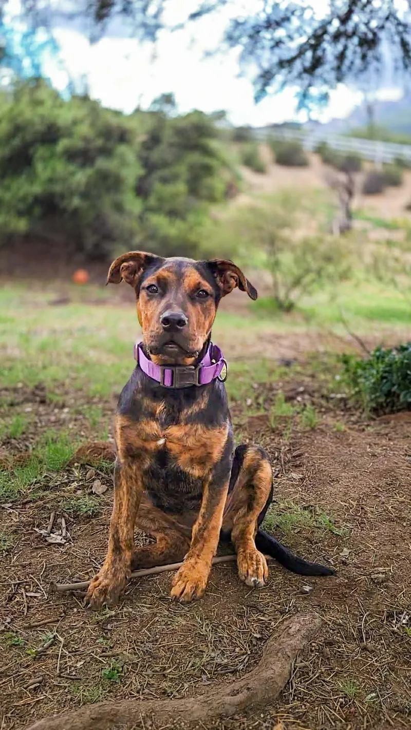 A baby medium-sized female American Staffordshire Terrier dog named Kaia for adoption in Anza, CA