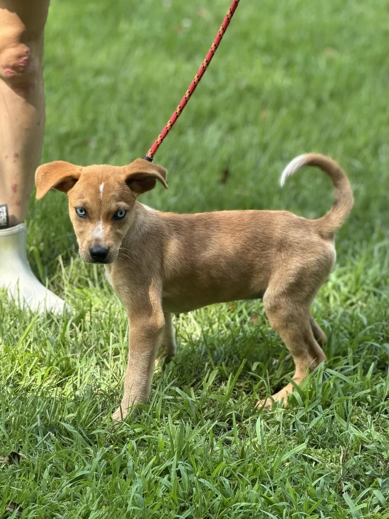 A baby small-sized female Hound dog named Cherry for adoption in Locust Fork, AL
