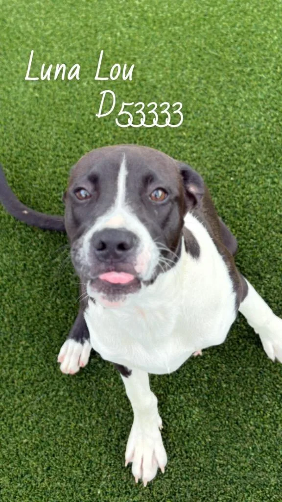 Luna Lou thumbnail 3