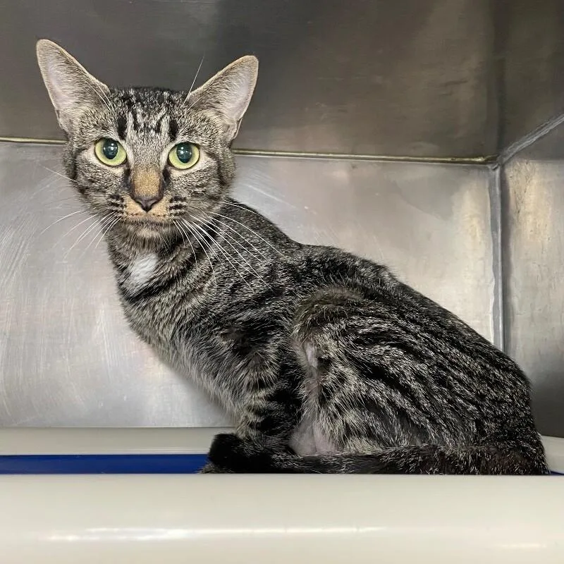 An adult medium-sized female Domestic Short Hair cat named Wilma for adoption in Roanoke, VA