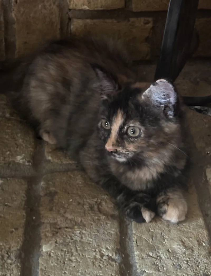 A baby large-sized female Tortoiseshell Domestic Short Hair cat named Turtle for adoption in Plano, TX