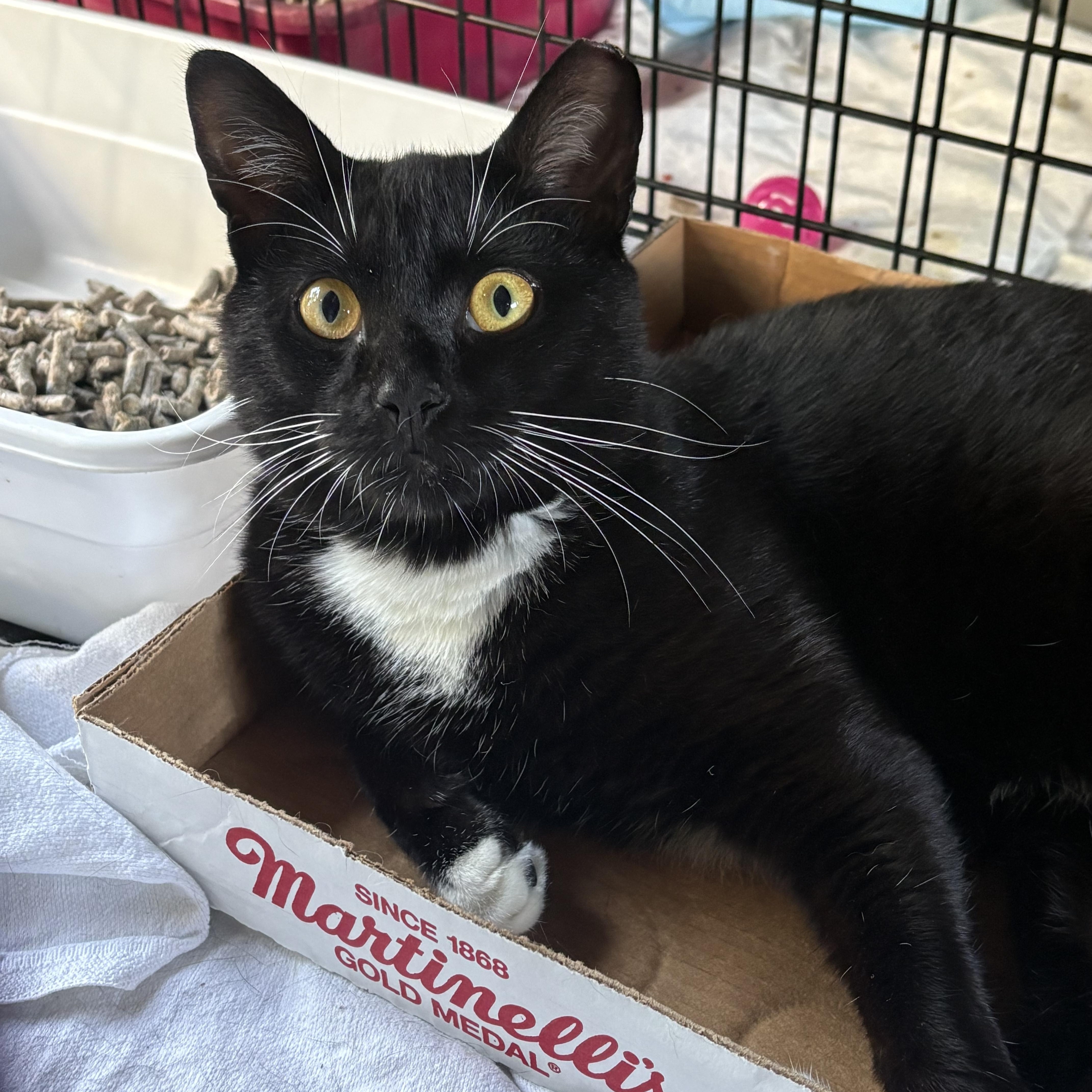 A young medium-sized male Black & White / Tuxedo Domestic Short Hair cat named Randy for adoption in Port Jefferson Station, NY