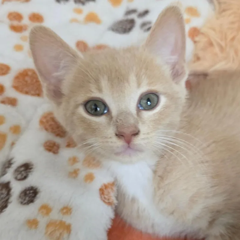 A baby small-sized male Domestic Short Hair cat named Tundra for adoption in Cumming, GA