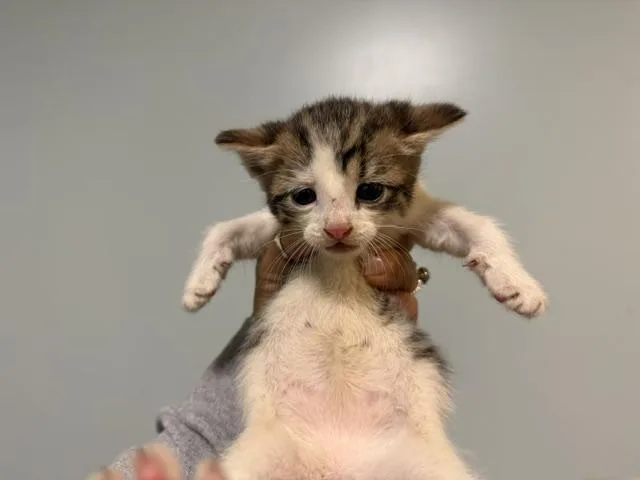 A baby small-sized female Domestic Short Hair cat named China for adoption in Miami, FL