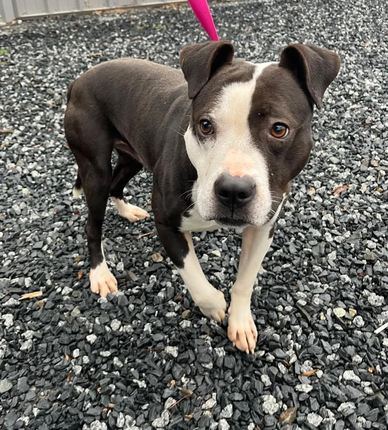 A young medium-sized male Mixed Breed dog named Superman for adoption in Mount Gilead, NC