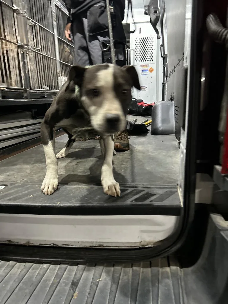 Superman thumbnail 3