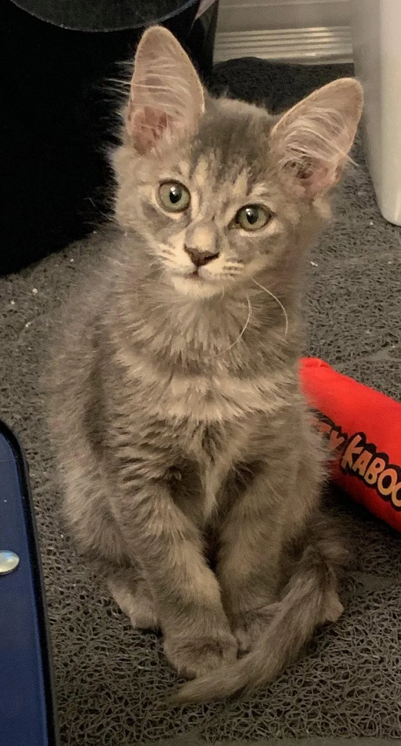 A baby medium-sized female Gray / Blue / Silver Domestic Medium Hair cat named Cori for adoption in Wesley Chapel, FL