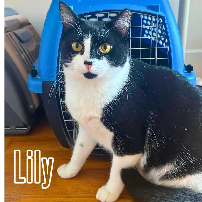 Lily & Daisy  thumbnail 2