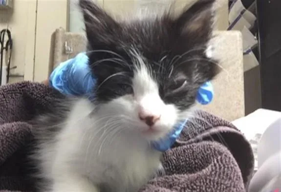 A baby small-sized female Domestic Short Hair cat named Emilia for adoption in Riverside, CA
