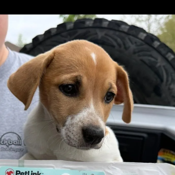 A baby small-sized female Yellow / Tan / Blond / Fawn Mixed Breed dog named Julie for adoption in Rockville, MD