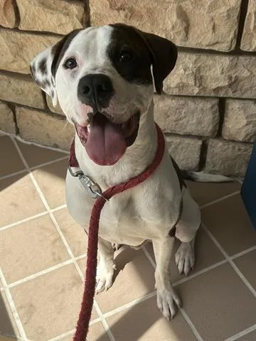 Pogo