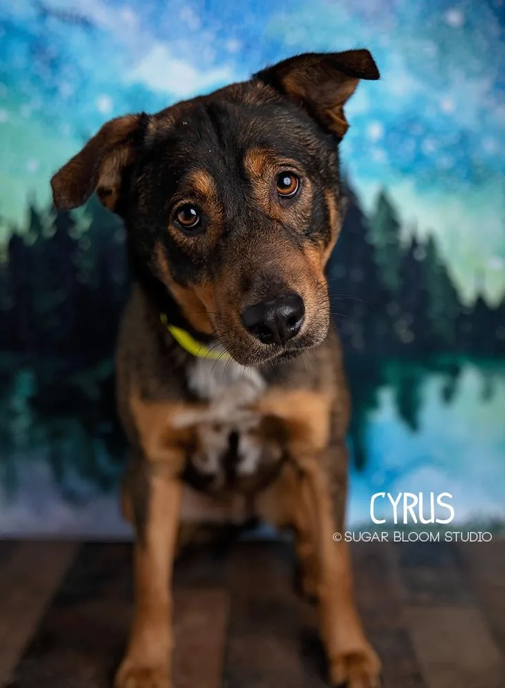 Cyrus thumbnail 5
