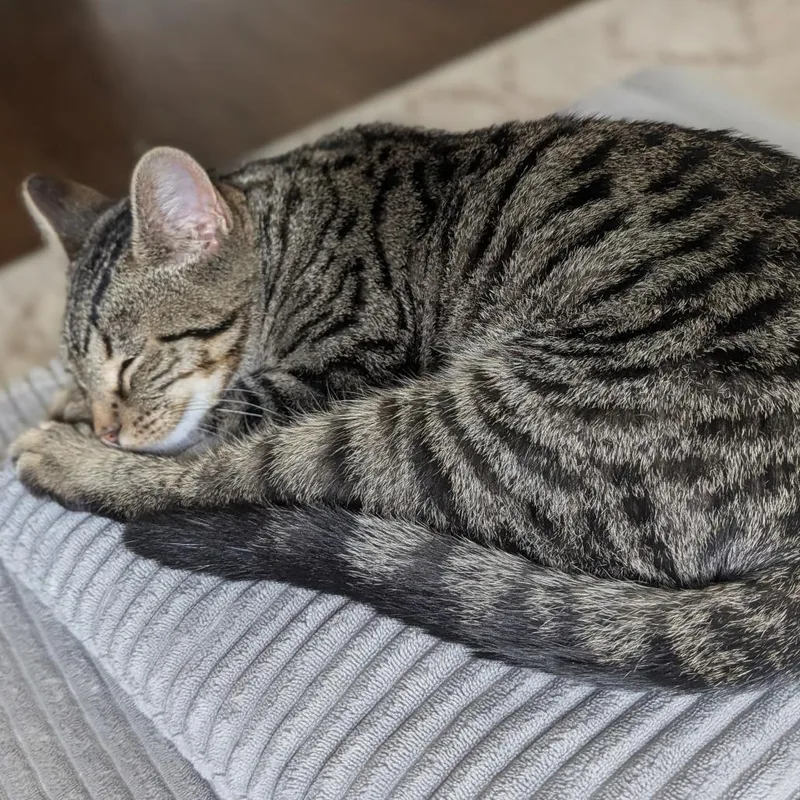 A baby medium-sized male Brown / Chocolate Domestic Short Hair cat named Coda for adoption in Evanston, IL