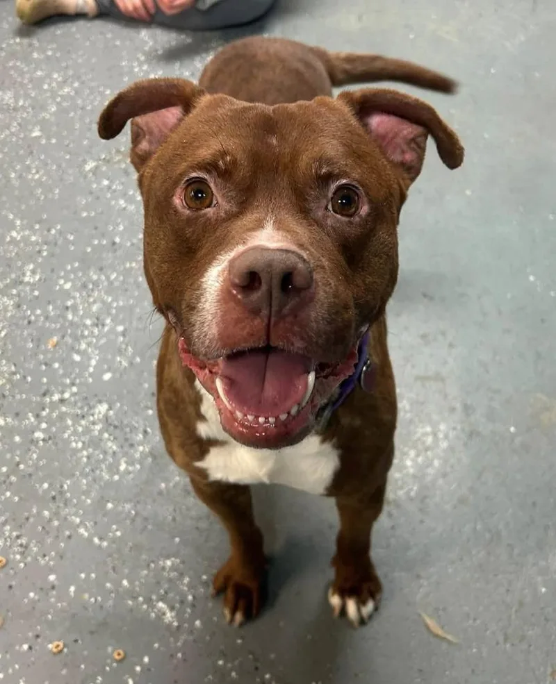 An adult large-sized male Mixed Breed dog named Phoenix for adoption in Warren, MI