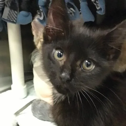 A baby small-sized male Black Domestic Short Hair cat named Panther for adoption in West Palm Beach, FL